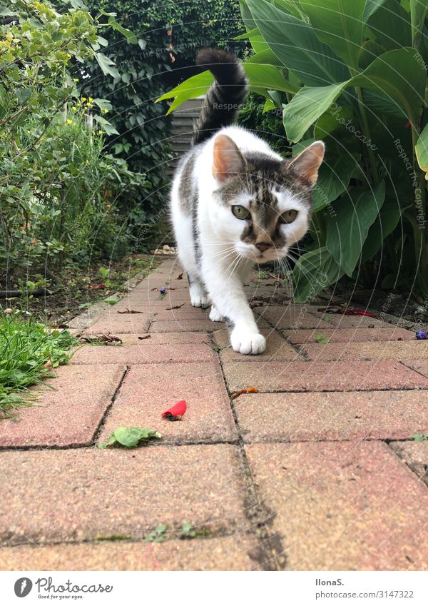 Mäusejagd Tier Haustier Katze Fell Pfote 1 Stein Fährte beobachten gehen Jagd authentisch Frühlingsgefühle Mut Vertrauen Geborgenheit Tierliebe Treue achtsam