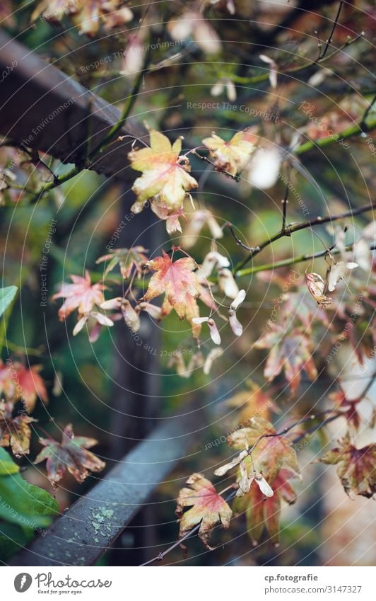 Jenseits des Sommers Natur Pflanze Herbst Baum Sträucher Grünpflanze Flechten Garten Zaun Stahl alt authentisch eckig Stadt trist Farbfoto Gedeckte Farben