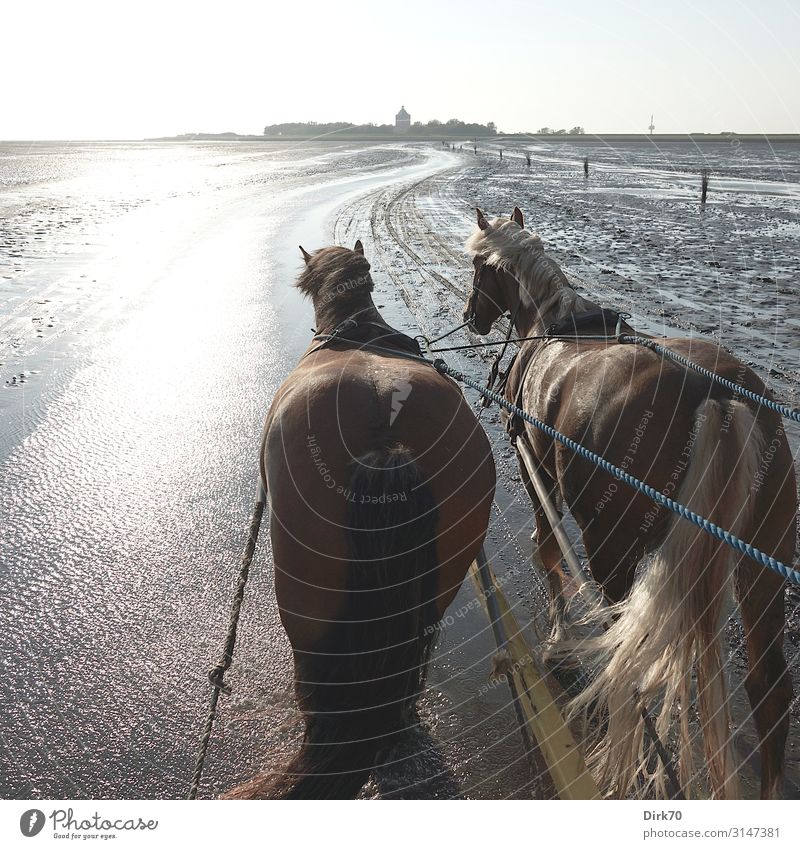 Unterwegs per Wattwagen ... Ferien & Urlaub & Reisen Tourismus Ausflug Strand Meer Insel Wattenmeer Umwelt Natur Landschaft Wasser Wolkenloser Himmel