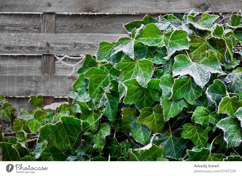 Efeu klettert an der Holzwand im Garten hoch.v abstrakt Hintergrund Botanik Aufsteiger Klettertouren Umwelt Flora Blume Laubwerk Lebensmittel frisch