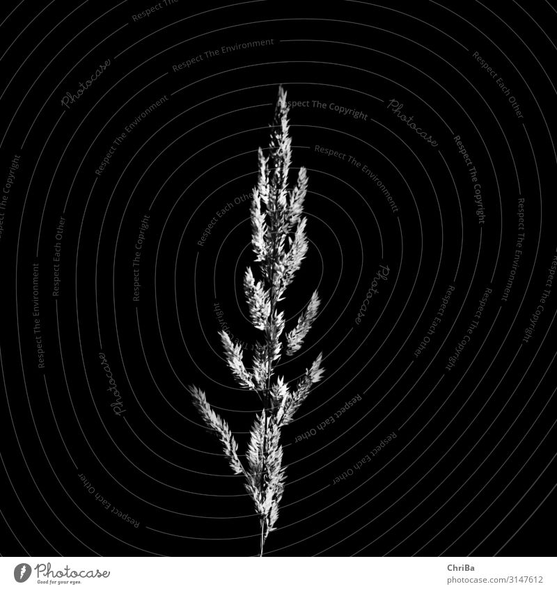 Gras im Gegenlicht Natur Pflanze Herbst Blüte Grünpflanze schön schwarz weiß Zufriedenheit Kraft Leben Traurigkeit Trauer einzigartig Gelassenheit