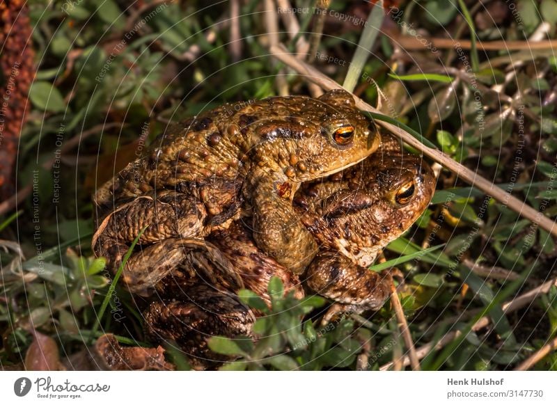 Kröten, die im Gras Liebe machen. Tier Frosch Unke 2 Brunft Zusammensein braun mehrfarbig gold grün Gefühle Frühlingsgefühle Romantik Erotik Lust Farbfoto