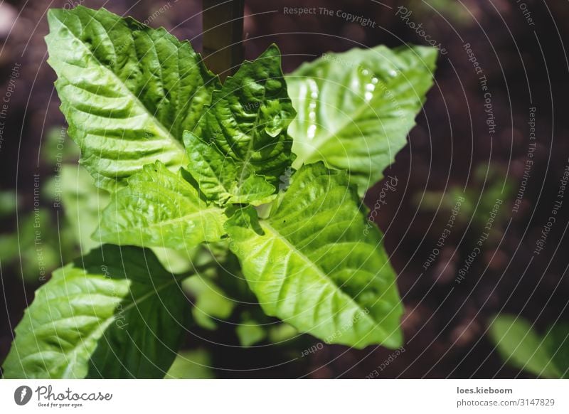 Basil plant in bird eye's view Kräuter & Gewürze Sommer Natur Pflanze Blatt Nutzpflanze Blühend Essen basil herb gardening food fresh green leaf organic spice