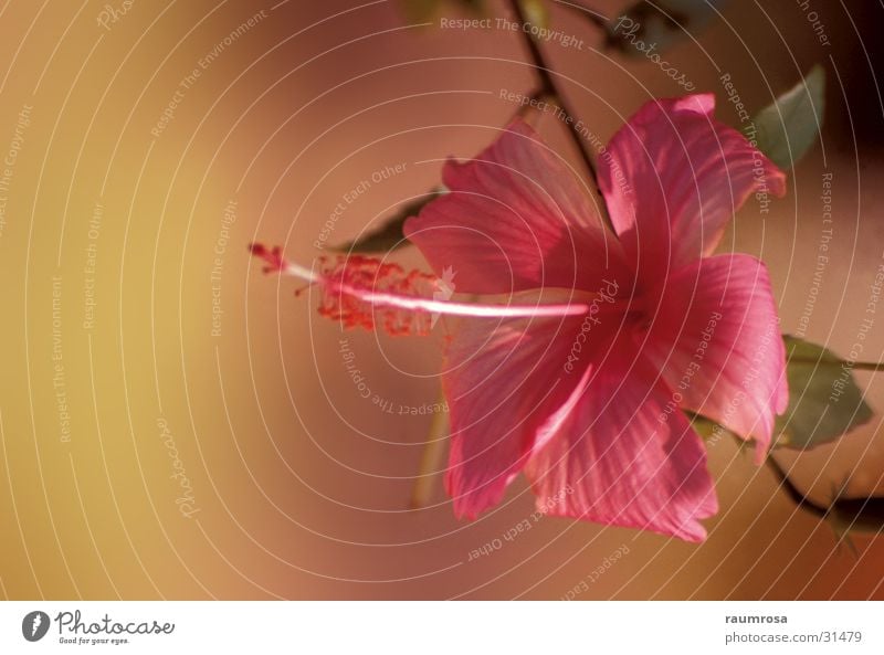 Hibiskus Blume Hibiscus Farbkomposition