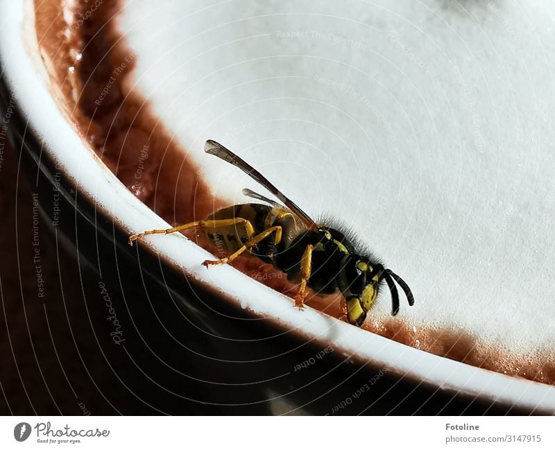 Lass uns teilen! Tier Wildtier Flügel 1 frech frei hell nah natürlich braun gelb schwarz weiß Wespen Tasse Kakao Milchschaum Schaum süß Insekt Farbfoto