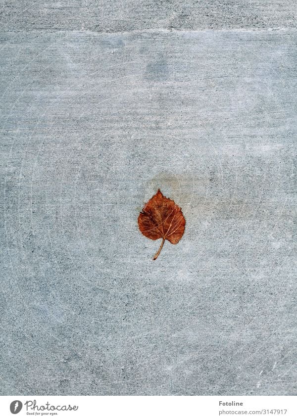 Lindenblatt Umwelt Natur Herbst Blatt natürlich braun grau Herbstlaub herbstlich Herbstfärbung Bodenbelag Stein Farbfoto mehrfarbig Außenaufnahme Detailaufnahme