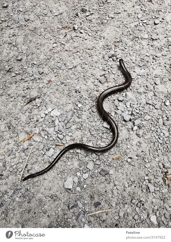 Blindschleiche Umwelt Natur Tier Urelemente Erde Sand Schlange 1 ästhetisch frei natürlich grau schwarz Schlangenlinie krabbeln Stein glänzend Farbfoto