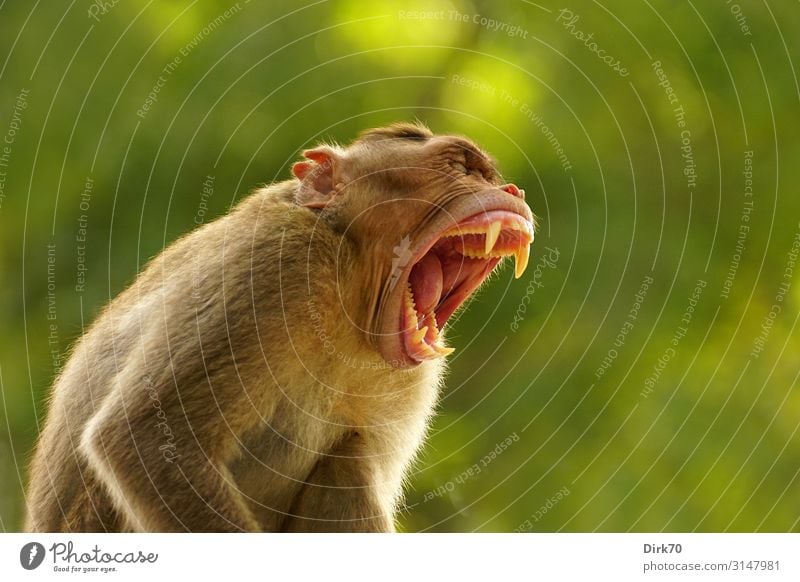 Alphatier Ferien & Urlaub & Reisen Ferne Sitzung sprechen Natur Frühling Garten Park Wald Madras Tamil Nadu Indien Tier Wildtier Tiergesicht maskulin