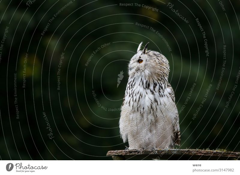 Snowy owl Natur Tier Wildtier Vogel Eulenvögel 1 weich Bubo scandiacus Falconer Plumage Prey animal bird bird of prey copy space falconry feathers flight fly