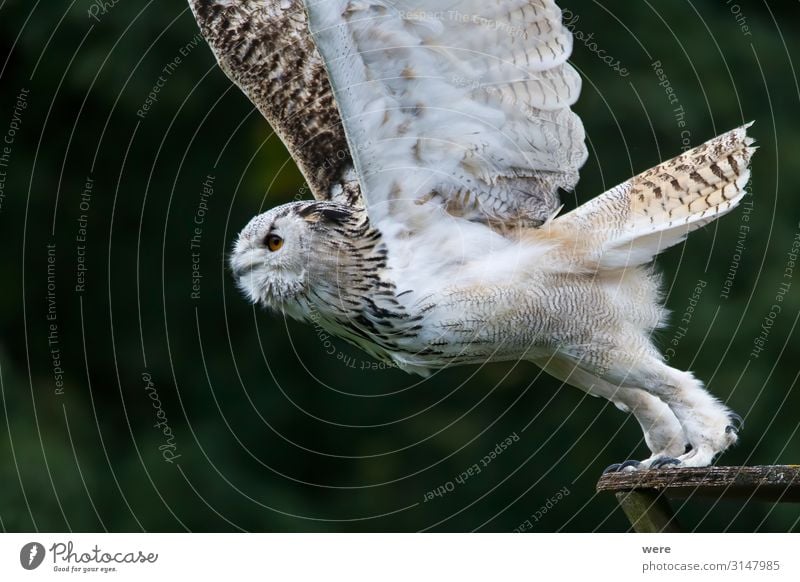 Snowy owl in flight Natur Tier Wildtier Vogel 1 fliegen weich Bubo scandiacus Falconer Plumage Prey animal bird bird of prey copy space falconry feathers fly