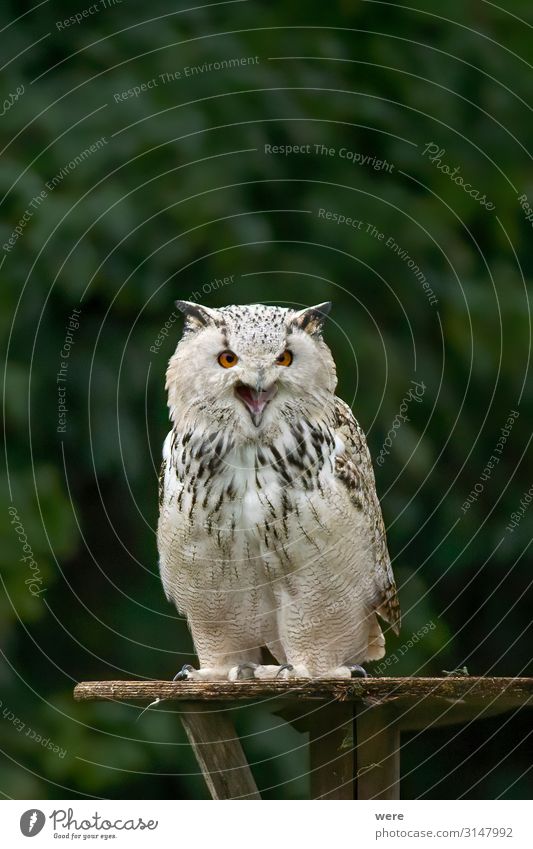 Owl is sitting on a board Natur Tier Wildtier Vogel Eulenvögel 1 Aggression weich Bubo scandiacus Falconer Plumage Prey Snowy owl animal bird bird of prey