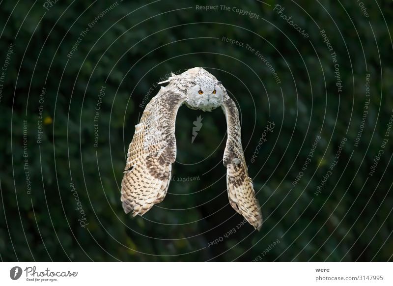 Snowy owl in flight with outstretched wings Natur Tier Vogel Eulenvögel 1 fliegen Jagd weich Bubo scandiacus Falconer Plumage Prey animal bird bird of prey