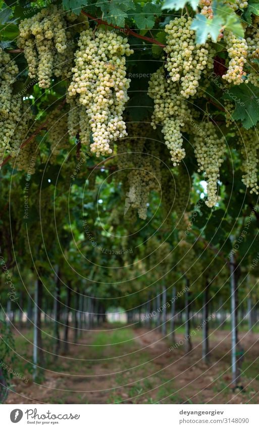 Dessert weiße Trauben. Vielfalt an Trauben zum Essen. Frucht Saft Sommer Garten Natur Landschaft Pflanze Herbst Blatt Wachstum frisch natürlich saftig gelb grün