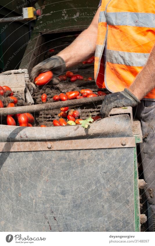 Maschine mit Transportlinie zum Pflücken von Tomaten auf dem Feld. Gemüse Sommer Garten Industrie Technik & Technologie Natur Pflanze Traktor Anhänger Wachstum