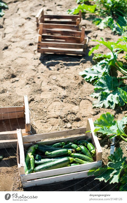 Zucchini pflücken im industriellen Betrieb. Holzkisten Gemüse Frucht Vegetarische Ernährung Sommer Garten Gartenarbeit Natur Blume Wachstum frisch natürlich