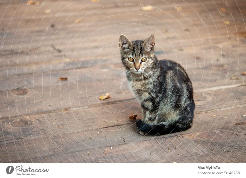 Tabby-Katze mit auf Holzkammer Spielen Jagd Yoga Tier Pelzmantel Haustier Pfote Spielzeug hell klein lustig niedlich grau rot Einsamkeit heimisch eine fluffig