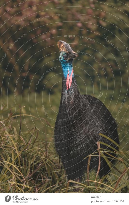 Helmkasuar Baum Gras Wiese Wald Menschenleer Tier Vogel 1 dunkel exotisch blau grau grün rosa schwarz Farbfoto Gedeckte Farben Außenaufnahme Textfreiraum links