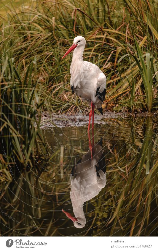 Storch Pflanze Herbst Gras Wildpflanze Küste Teich Tier Wildtier Vogel Tiergesicht 1 stehen braun grün rot weiß Spiegelbild Schilfrohr Farbfoto Gedeckte Farben