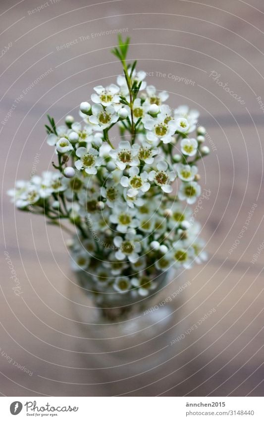 weiße Wachsblumen Blume Blüte Vase schön grün Natur Innenaufnahme Dekoration & Verzierung Blumenstrauß Geschenk Liebe Hochzeit Frühling Sommer Romantik Holz