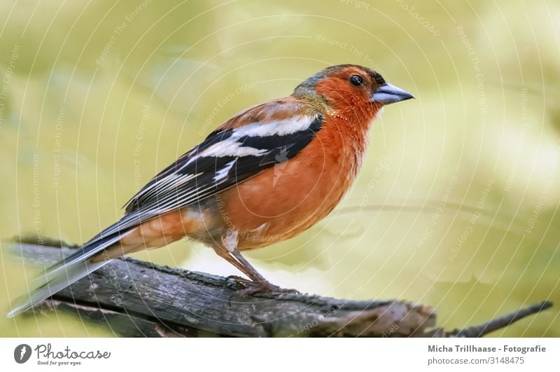 Buchfink im Sonnenschein Natur Tier Sonnenlicht Schönes Wetter Baum Zweige u. Äste Wildtier Vogel Tiergesicht Flügel Krallen Fink Kopf Schnabel Auge Feder