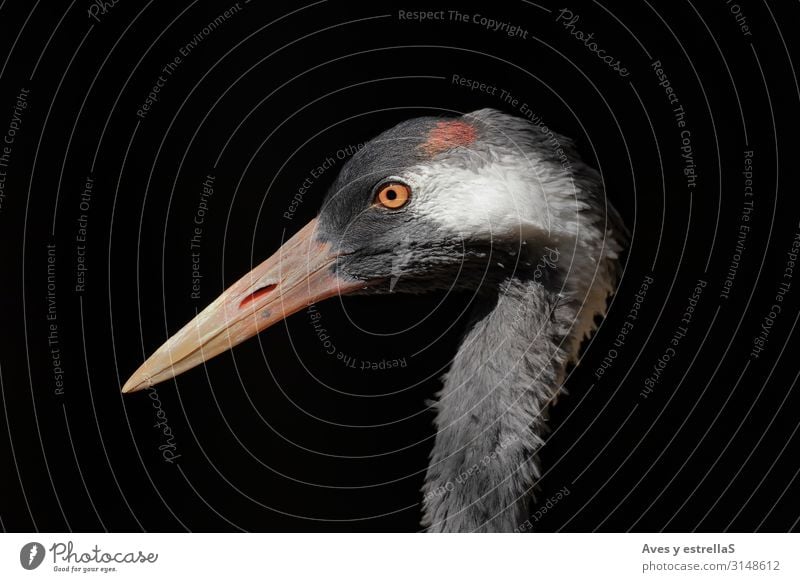 Porträt eines gemeinen Kranichs (Grus grus) mit schwarzem Hintergrund Vogel Schnabel Natur Reiher Tier Hühnervögel weiß Auge Silberreiher geheimnisvoll Kopf