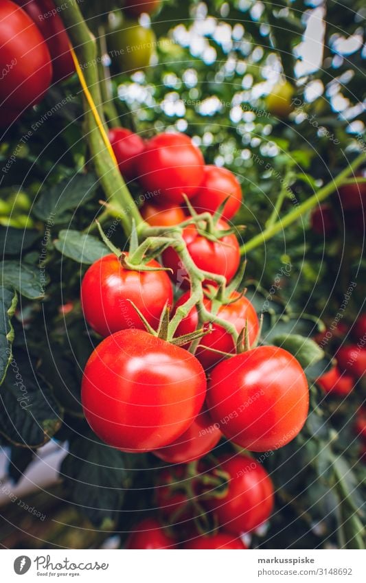 Mega Glasshouse for Tomatoes and Pepper Lebensmittel Gemüse Ernährung Essen Picknick Bioprodukte Vegetarische Ernährung Diät Fasten Slowfood Gesundheit