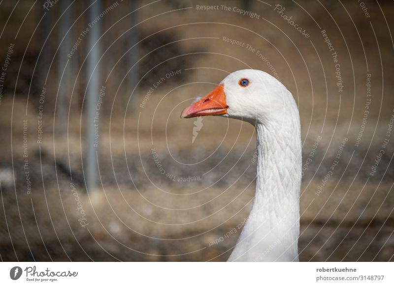 Kopf einer Gans Ferien & Urlaub & Reisen Berge u. Gebirge Natur Tier Haustier Vogel Tiergesicht 1 Blick Tapferkeit Sicherheit Gelassenheit Farbfoto