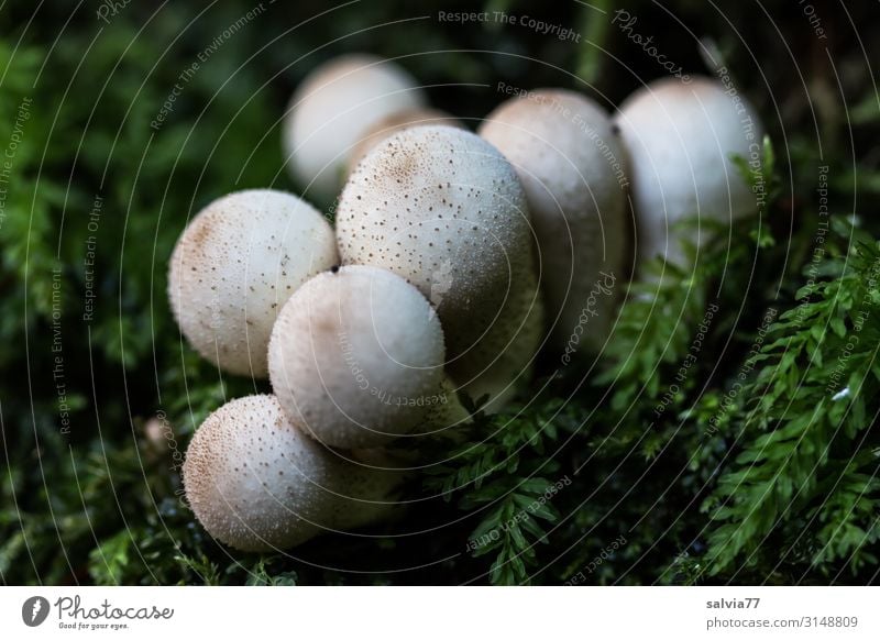 weiße Kugeln im Moos Umwelt Pflanze Herbst Wildpflanze Pilzhut Stäubling Wald Wachstum außergewöhnlich frisch rund weich grün Farbfoto Gedeckte Farben