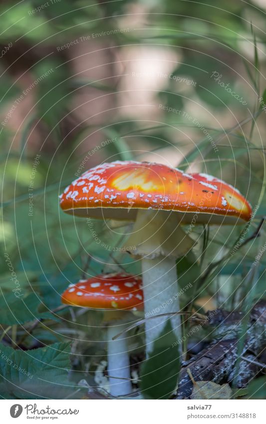 Fliegenpilzfamilie Pflanze Natur Pilz Waldboden Herbst Schwache Tiefenschärfe Amanita muscaria Rauschmittel Glücksbringer Märchen Gift Wachstum Außenaufnahme