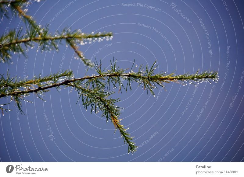 Lärche Umwelt Natur Pflanze Urelemente Wasser Wassertropfen Herbst Schönes Wetter Baum frisch glänzend nah nass natürlich blau grün Ast Zweige u. Äste Nadelbaum