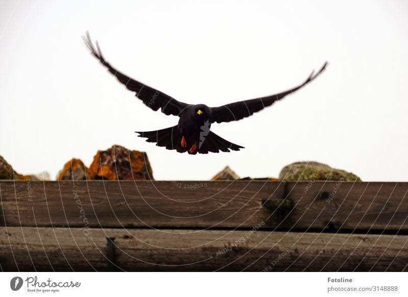 Alpendohle Umwelt Natur Tier Wildtier Vogel Flügel 1 frei natürlich braun schwarz fliegen gefiedert Alpendole Holzdach Balken Farbfoto mehrfarbig Außenaufnahme