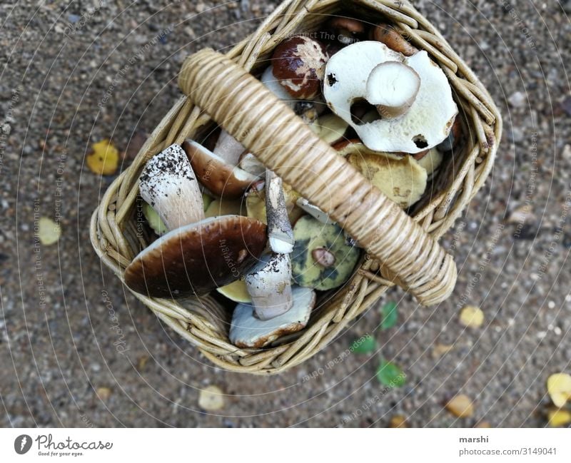 Pilze sammeln Lebensmittel Ernährung Essen Natur Wald Stimmung Korb Pflanze Waldrand Steinpilze Tradition kochen & garen Sammlung Farbfoto Außenaufnahme