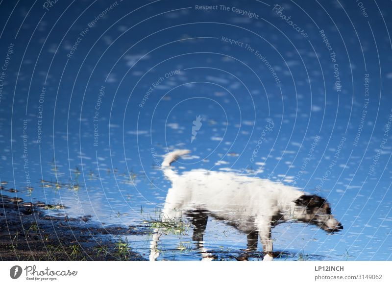 HILDe Wasser Tier Haustier Hund 1 gehen verrückt wild blau bizarr Einsamkeit träumen Pfütze Reflexion & Spiegelung Freundschaft Gassi gehen Spaziergang Farbfoto