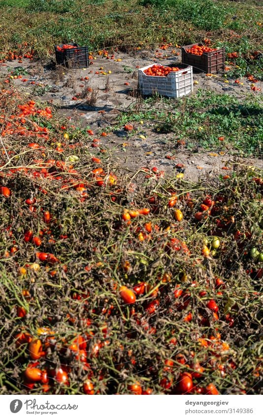 Tomaten manuell in Kisten pflücken. Tomatenfarm. Pflanze Wachstum frisch natürlich rot Ackerbau Kommissionierung industriell kultivieren Biotechnologie