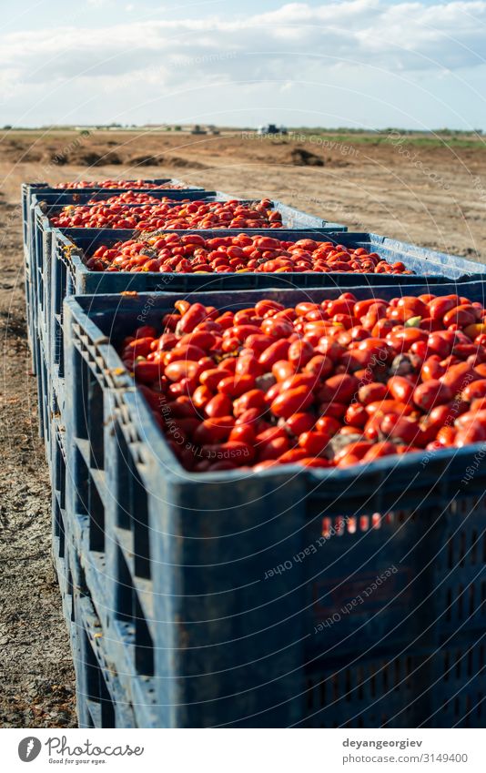 Große Kisten mit Tomaten. Gemüse Frucht Ernährung Industrie Business Verkehr Container frisch natürlich rot weiß Konservenherstellung Bauernhof Jahreszeiten