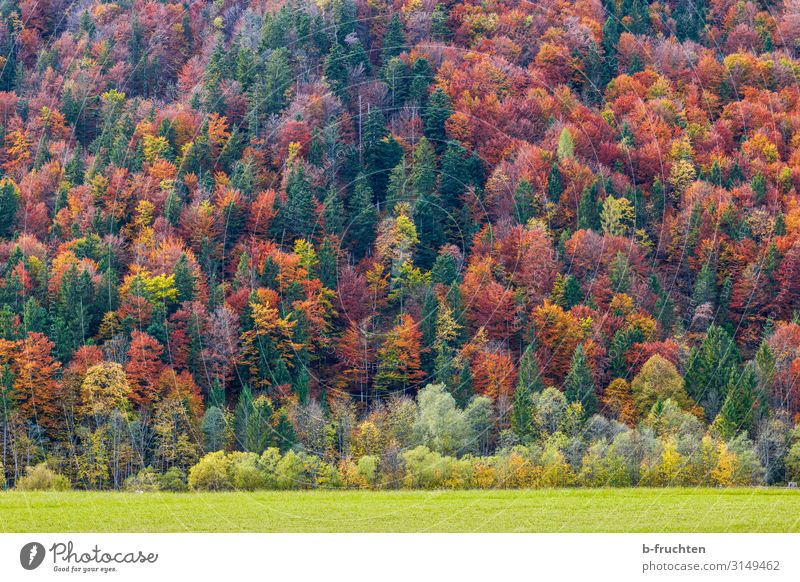 Herbstwald Tourismus Freiheit Natur Landschaft Schönes Wetter Pflanze Baum Wald alt genießen frei mehrfarbig Wandel & Veränderung herbstlich Herbstfärbung