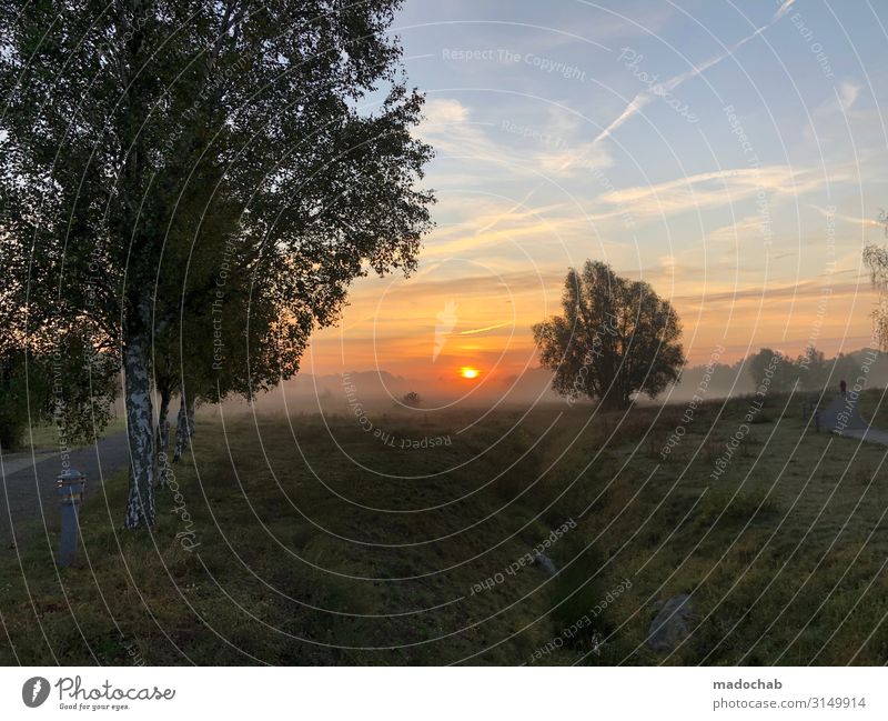 Sonnenaufgang im Nebel - Natur Baum Silhouette Wellness harmonisch Wohlgefühl Zufriedenheit Sinnesorgane Erholung Meditation Umwelt Landschaft Himmel Herbst