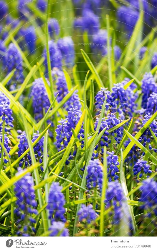 Blütenpracht Ferien & Urlaub & Reisen Natur Pflanze Frühling Blume Blatt Park Niederlande Blühend natürlich blau grün Gefühle Lebensfreude Frühlingsgefühle