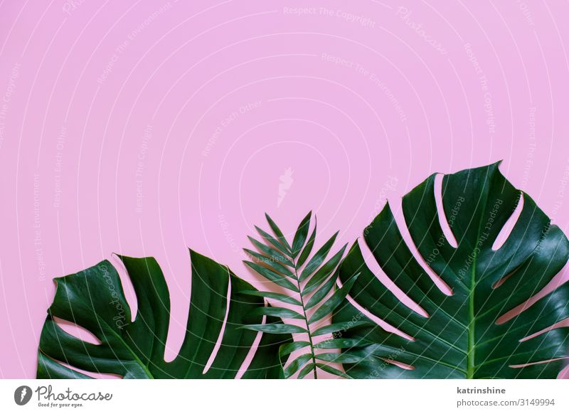 Tropischer Hintergrund mit Monstera-Blättern Design exotisch Ferien & Urlaub & Reisen Sommer Strand Pflanze Blatt hell trendy modern grün rosa Kreativität