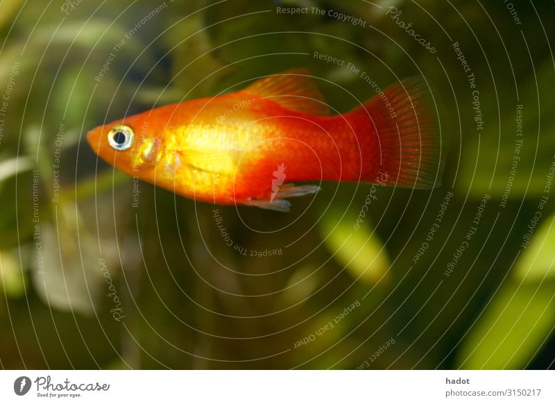 Platy Spiegelkärpfling (Xiphophorus maculatus) Tier Aquarium rot (xiphophorus maculatus) Zierfische Fisch Warmwasserfisch Mittelamerika Aquaristik