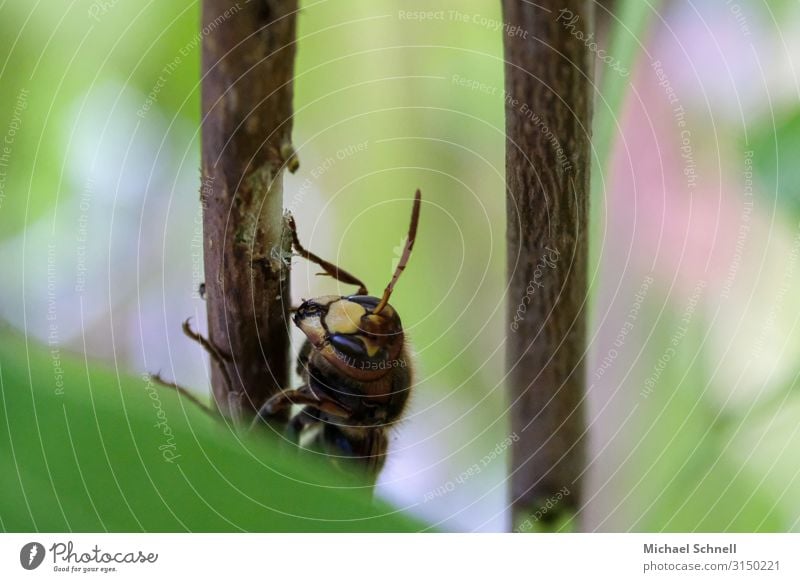 Hornisse Tier Wildtier Insekt Hornissen Fressen nachhaltig natürlich Appetit & Hunger ringeln Essen Farbfoto Nahaufnahme Makroaufnahme Menschenleer