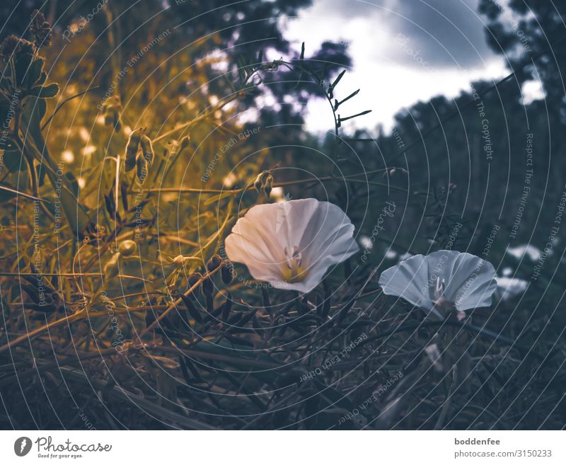 Ackerwinde im Verborgenen Umwelt Natur Landschaft Pflanze Erde Sommer Blume Blüte Wildpflanze Wiese Menschenleer Blühend grün weiß Farbfoto Außenaufnahme