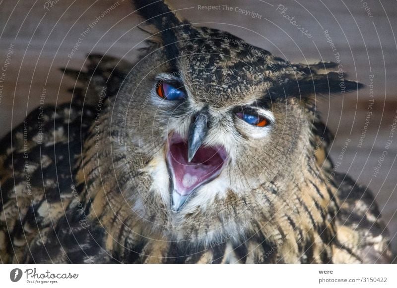 European eagle owl looks into the camera Natur Tier Wildtier Vogel Eulenvögel Uhu 1 weich Falconer Owl Plumage Prey animal bird bird of prey copy space falconry