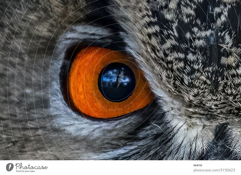 closeup of an Owl eye Auge Natur Tier Vogel Eulenvögel 1 weich Falconer Plumage Prey animal bird bird of prey copy space falconry feathers flight fly hunting