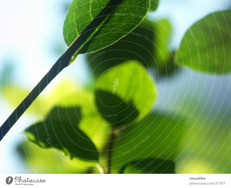 Durchlicht Blatt grün Herbst Licht Baum Pflanze Makroaufnahme Natur