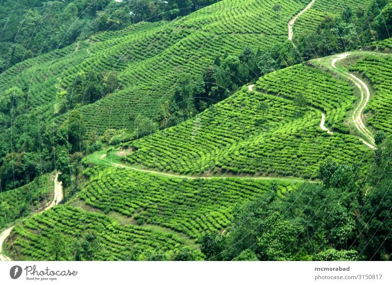 Plantage am Berghang Berge u. Gebirge Landschaft Pflanze Baum Blatt Hügel Straße Wege & Pfade grün Teegarten Schonung Bauernhof Bodenbearbeitung Anwesen