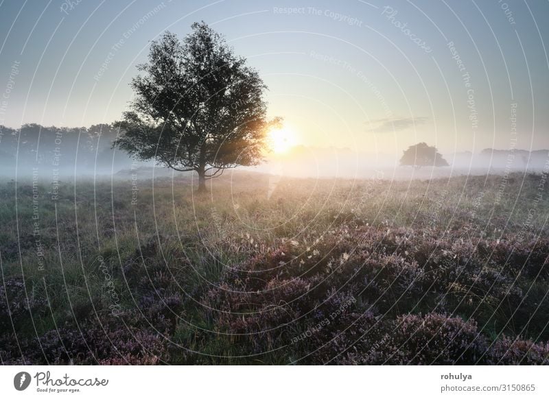 ruhiger, schöner, nebliger Sonnenaufgang über Heidegebiet Natur Landschaft Pflanze Sonnenuntergang Herbst Nebel Baum Blume Wiese Wald wild rosa Gelassenheit