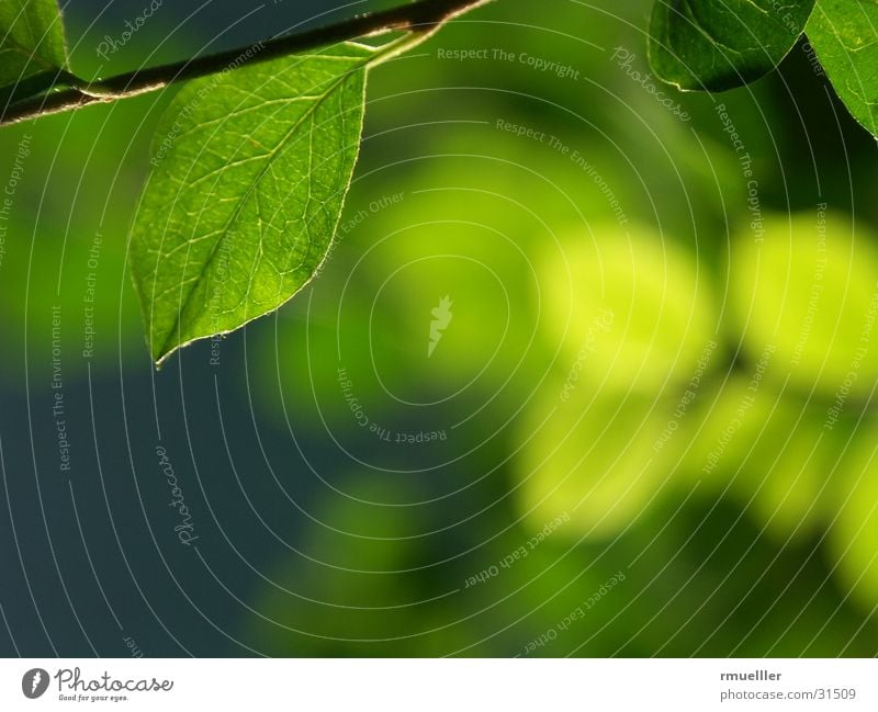 Durchlicht II Blatt grün Herbst Licht Baum Pflanze Makroaufnahme Natur