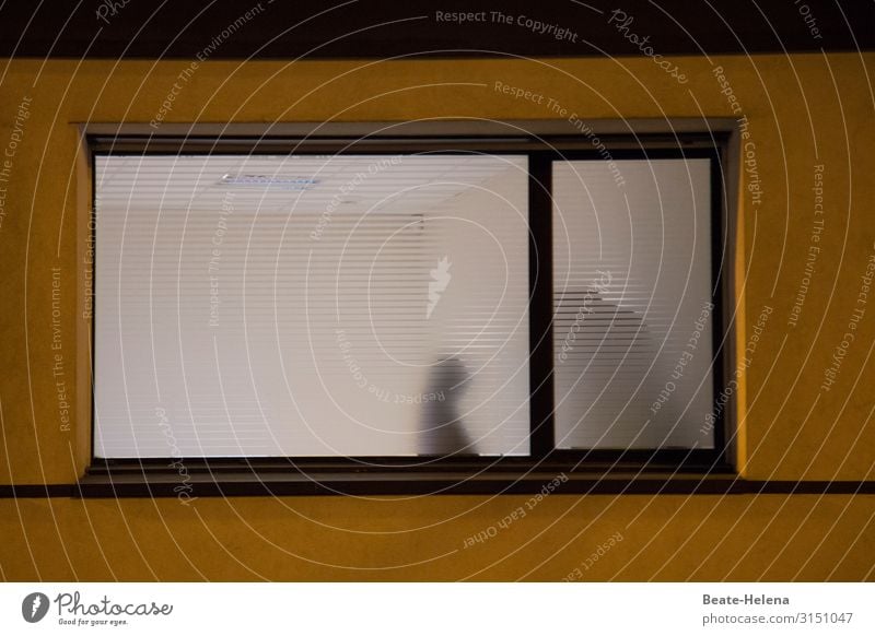 Schattenspiele Mensch Theaterschauspiel Haus Mauer Wand Fenster Tier Zeichen beobachten Kommunizieren Blick Häusliches Leben ästhetisch außergewöhnlich