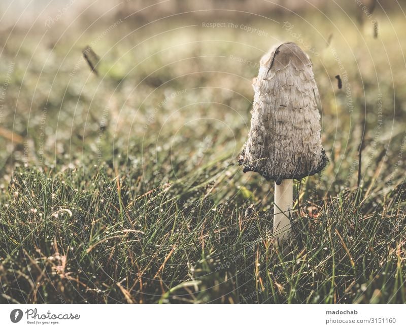 Pilz im Schlafrock Lebensmittel Ernährung Bioprodukte Vegetarische Ernährung Umwelt Natur Landschaft Pflanze Herbst Gras Wiese Feld authentisch frisch